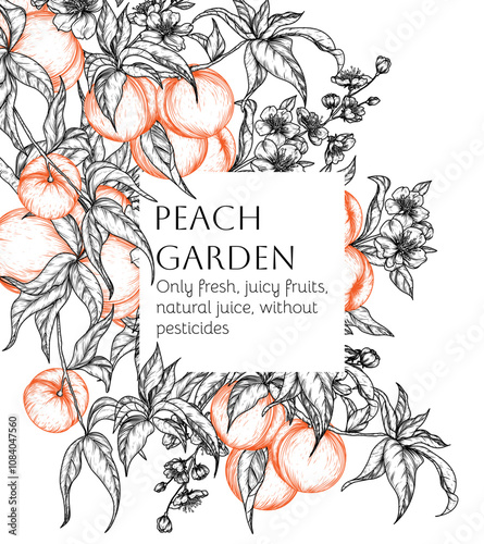 Vector illustration with peach fruit tree and slice, piece, half of fruit in engraving style