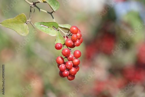 Smilax aspera is a perennial, evergreen climber with a flexible and delicate stem, with sharp thorns	 photo