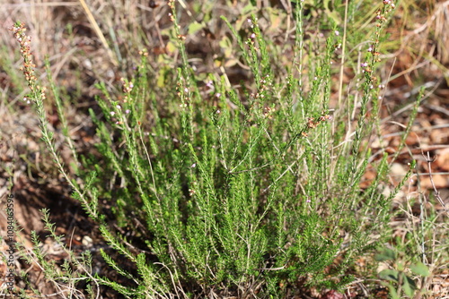 Erica manipuliflora is a plant belonging to the genus Erica photo