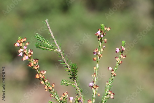 Erica manipuliflora is a plant belonging to the genus Erica photo