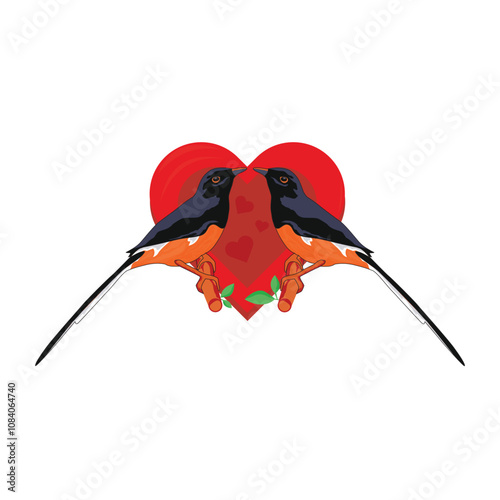 love White rumped shama perched on a tree branch