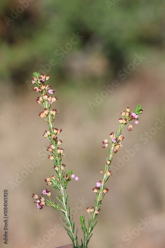 Erica manipuliflora is a plant belonging to the genus Erica photo