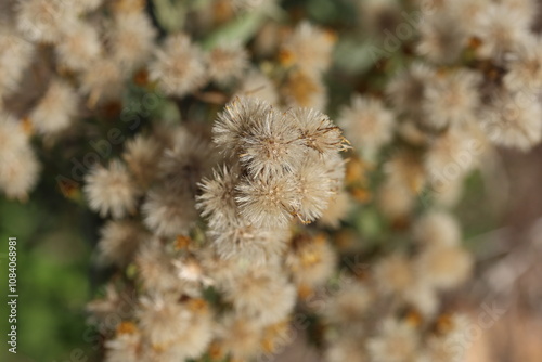  Dittrichia viscosa (False Yellowhead) flower photo