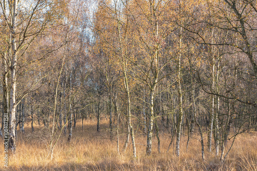 Silver birch trees at Autumn.