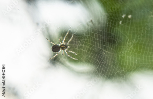 The Web Master: A Close-Up of a Tiny Spider in Its Nest photo