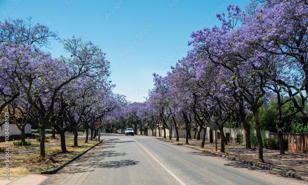 Fototapeta premium Jacaranda Trees blooming in a street, Johannesburg, South Africa