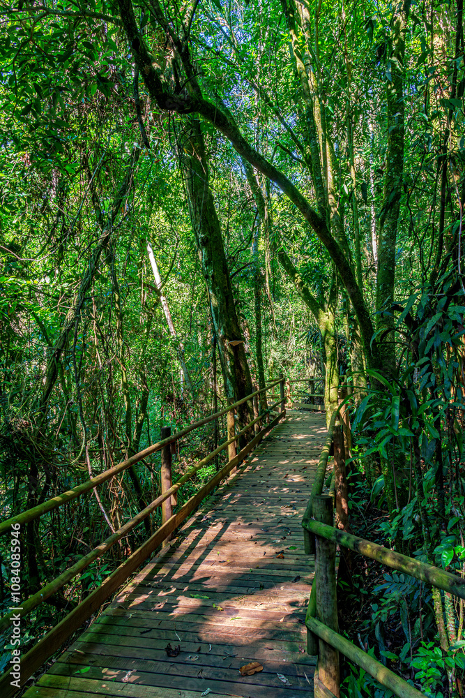 Fototapeta premium Wooden suspended path through the vegetation of the preserved rainforest in Ilhabela