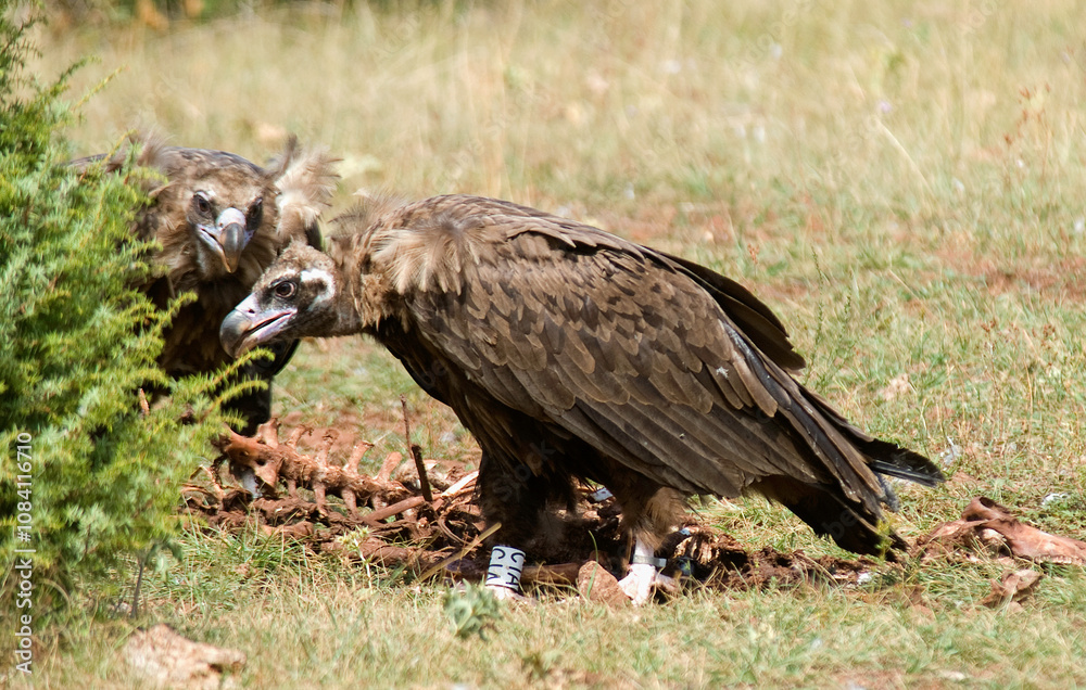 Fototapeta premium Vautour moine, .Aegypius monachus, Cinereous Vulture, Parc naturel régional des grands causses 48, Lozere, France