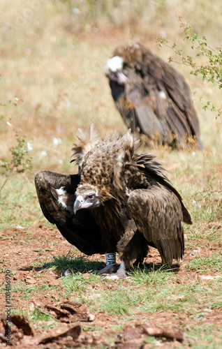 Vautour moine, .Aegypius monachus, Cinereous Vulture, Vautour fauve,.Gyps fulvus, Griffon Vulture, Parc naturel régional des grands causses 48, Lozere, France photo