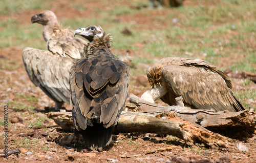 Vautour moine, .Aegypius monachus, Cinereous Vulture, Vautour fauve,.Gyps fulvus, Griffon Vulture, Parc naturel régional des grands causses 48, Lozere, France photo