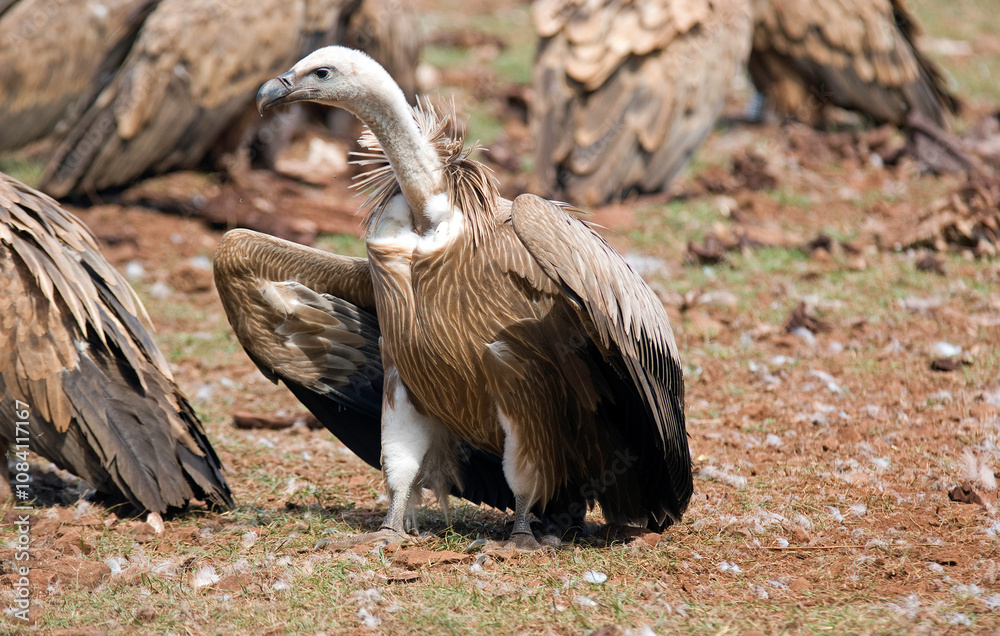 Obraz premium Vautour fauve,.Gyps fulvus, Griffon Vulture, Parc naturel régional des grands causses 48, Lozere, France