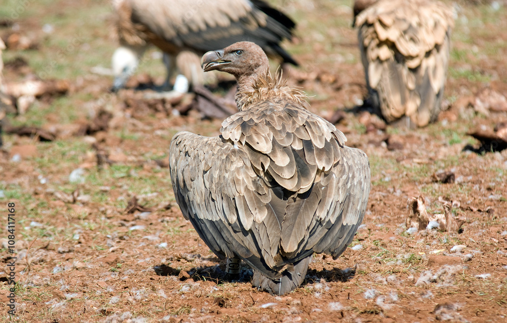 Fototapeta premium Vautour fauve,.Gyps fulvus, Griffon Vulture, Parc naturel régional des grands causses 48, Lozere, France