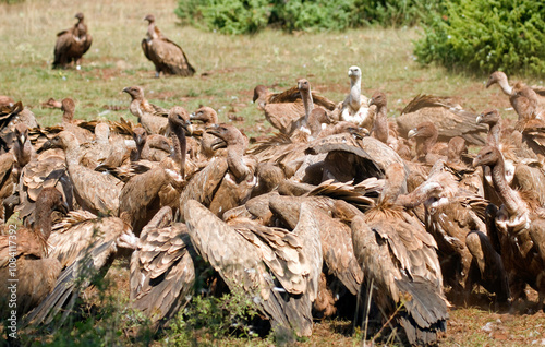 Vautour fauve,.Gyps fulvus, Griffon Vulture, Parc naturel régional des grands causses 48, Lozere, France photo