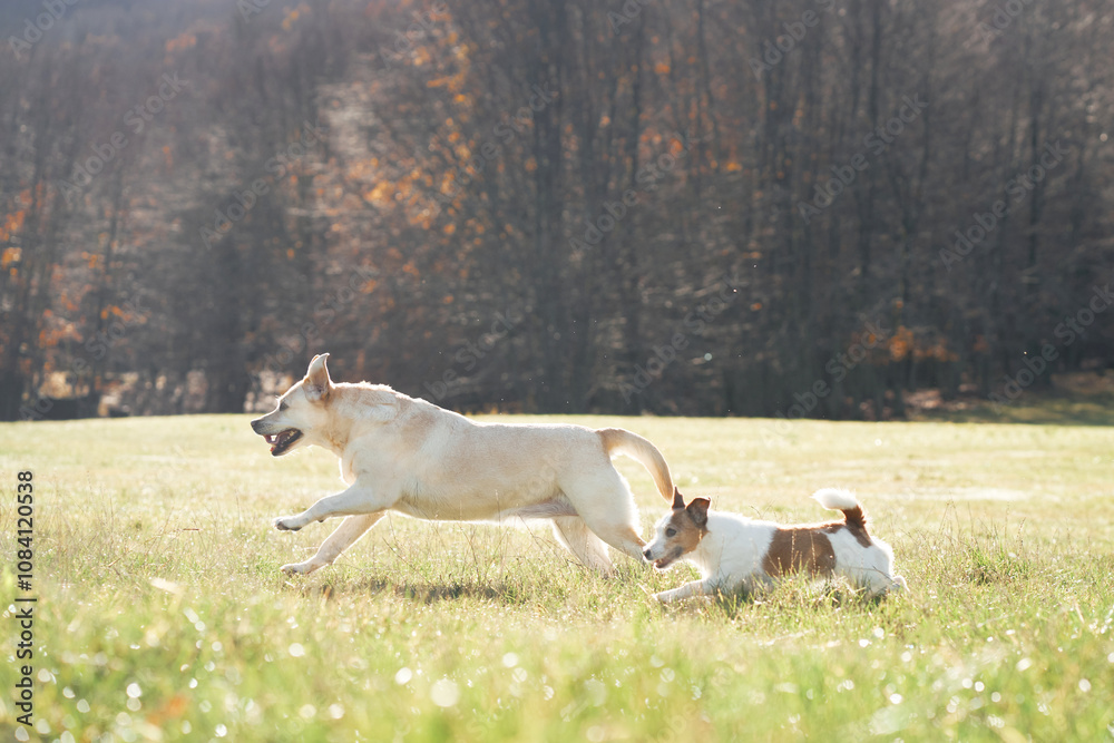 Fototapeta premium A Bull Terrier and a Jack Russell Terrier running together in a green field with trees in view.