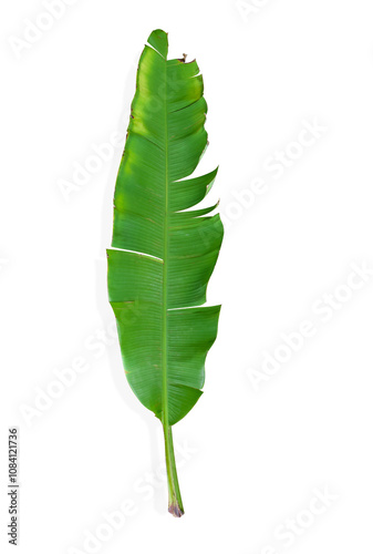 Banana green leaf  with shadow on isolated background
