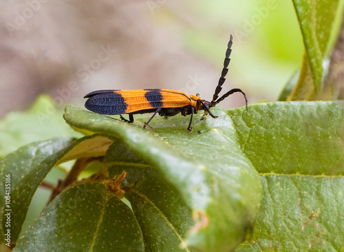 Close-up of a banded net-winged beetle, Calopteron discrepans, on a leaf. Shows color bands and wing texture. Horizontal photo