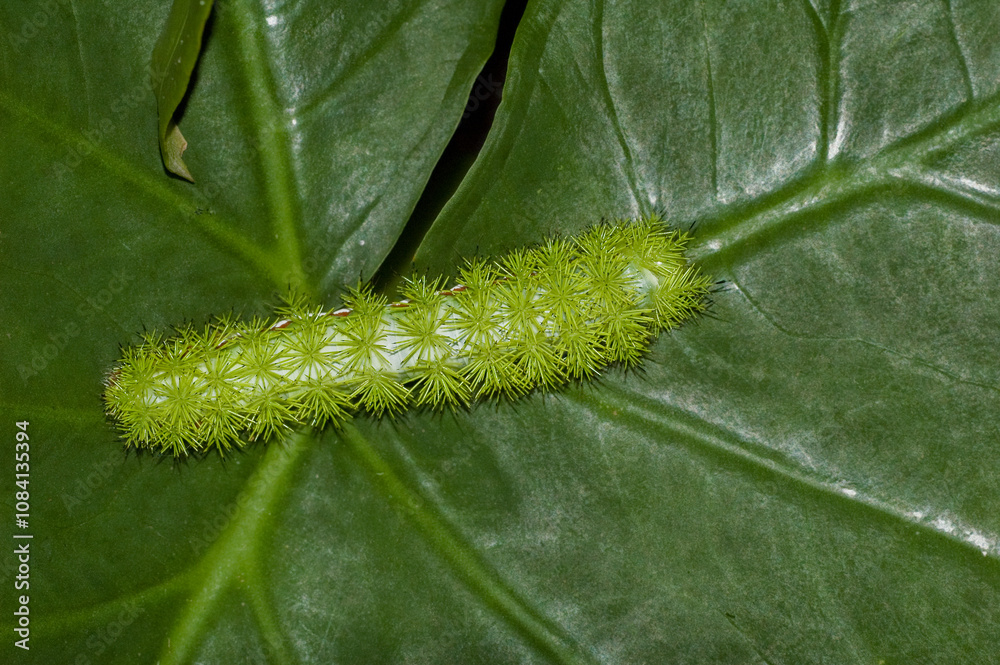 Fototapeta premium Io moth fifth instar larvae, Automeris io, crawling on a leaf. Dorsal view of the bright green, spiny caterpillar. The black-tipped spines are poisonous. Horizontal