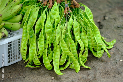 фотографія Raw of petai or pete (Parkia speciosa)