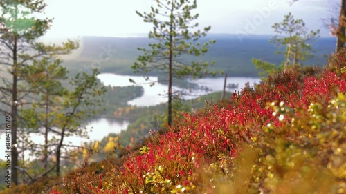 Blueberry twigs with red autumn coloured leaves on hillside in Finland. photo