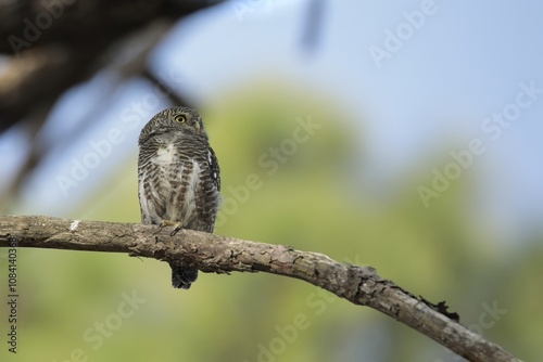 Collared Pygmy Owlet Perched on a branch