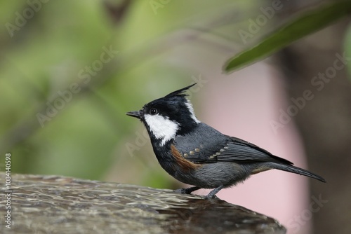 A coal tit or spot winged tit on the edge of a birdbath