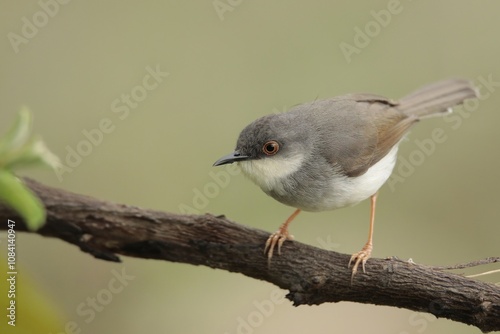 An Ashy Prinia perched on a branch