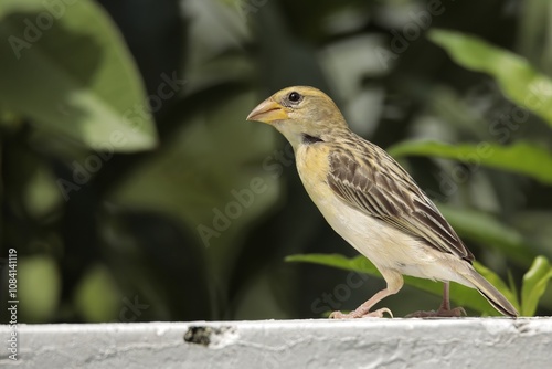 A Baya Weaver sitting on a wall