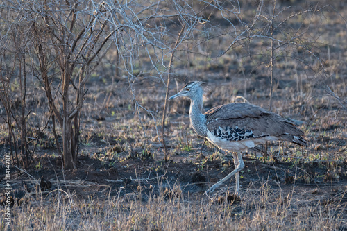 Kori Bustard hunting for food in a dry barren area recently burnt by fire 