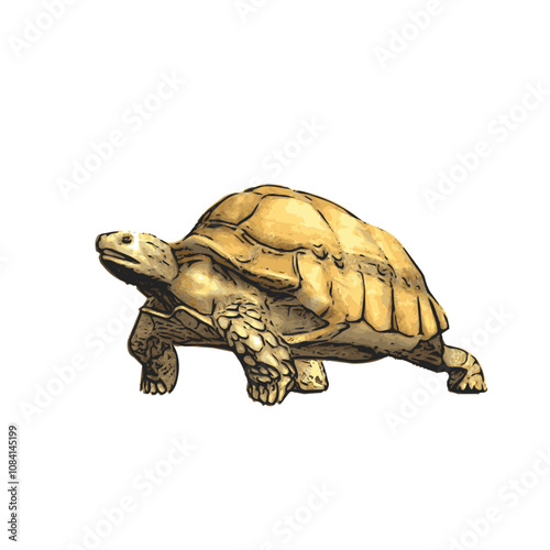 African tortoise, animal vector ilustration realistic design  photo