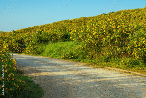 Blooming yellow flowers, Tree Marigold flowers, Mexican sunflowers, Nitobe chrysantimum or Tithonia diversifolia with green leaves on the mountain and dirty road. photo