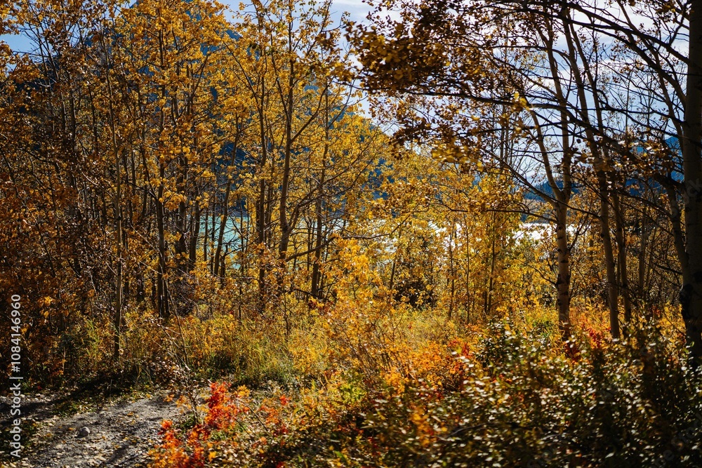 Fototapeta premium Autumn forest with vibrant foliage