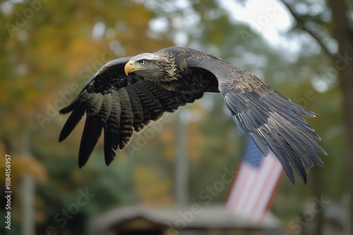 Majestic bald eagle soaring against a bright blue sky with fluffy clouds in t...