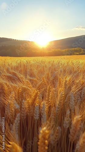 Golden wheat field under a vibrant sunset sky in late summer