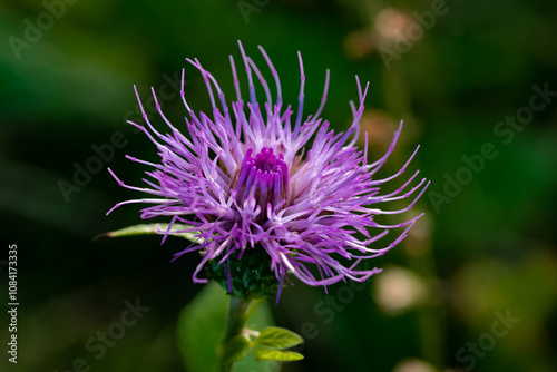 Japanese thistle with reddish purple center and petals photo