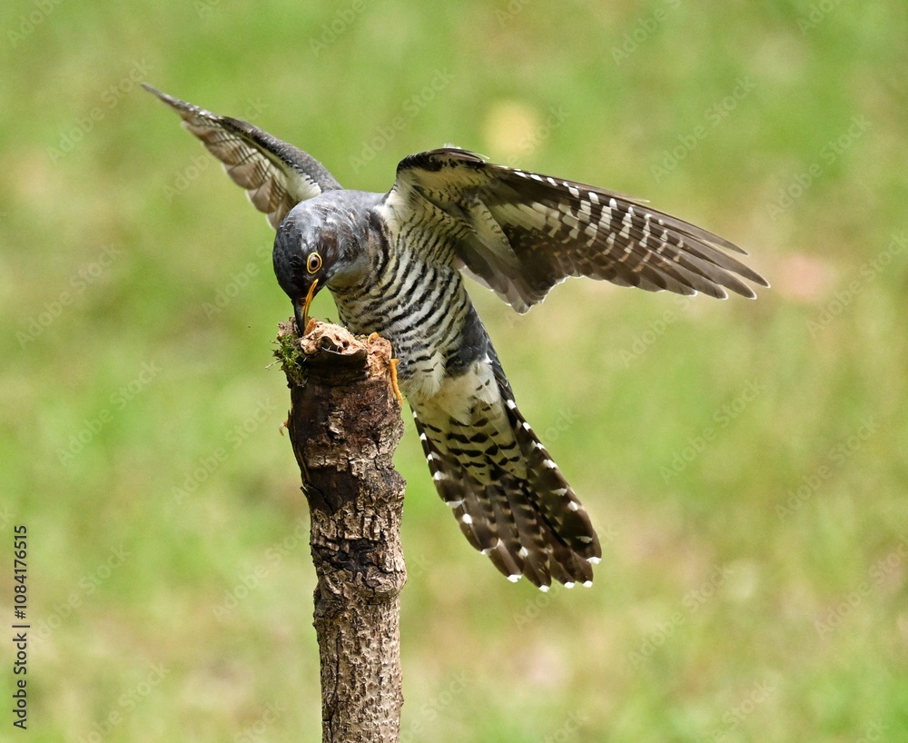 Fototapeta premium red tailed hawk in flight
