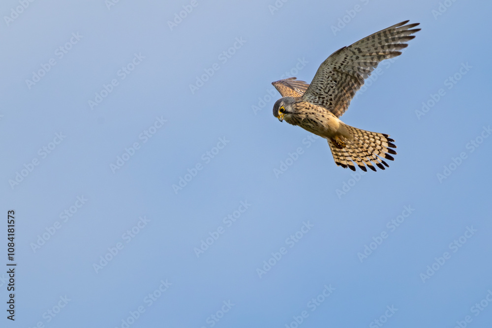 Fototapeta premium Turmfalke im Flug