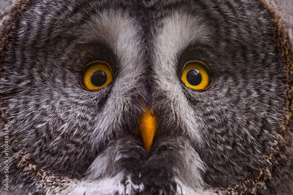 Fototapeta premium Close-up detail portrait of yellow eyes owl. Great Grey Owl in the forest, single bird with orange bill. Finalnd Widlife.