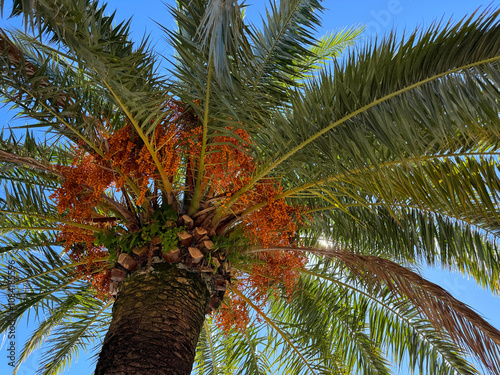 Date Palm tree Phoenix dactylifera photo