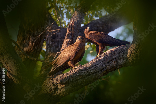 Eagle pair. Find bird Wahlberg's eagle, Hieraaetus wahlbergi, brown and black bird of prey in the nature habitat, sitting on the branch, Kruger NP, South Africa. Wildlife scene from nature. photo