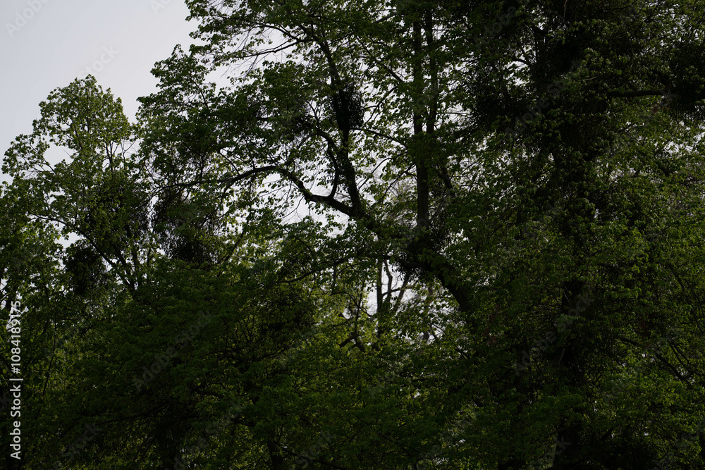 Obraz premium Dichte Baumkronen im Wald