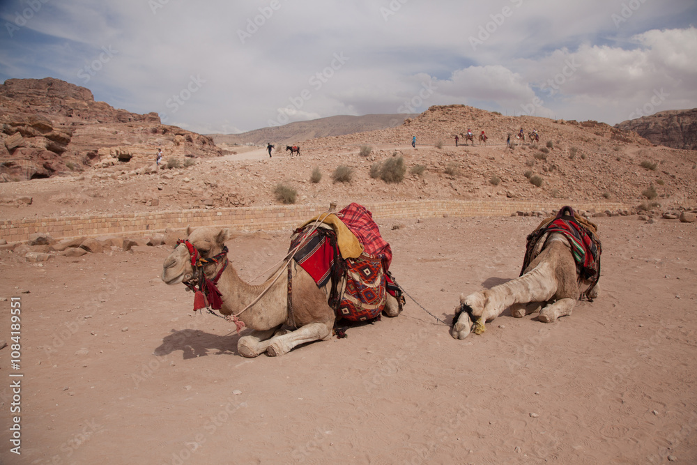 Fototapeta premium camels in the desert, Petra, Jordan