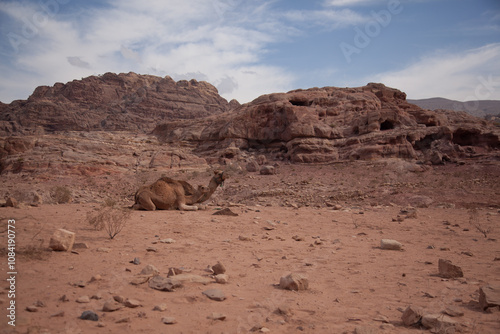 camel in the desert, Petra, Jordan photo