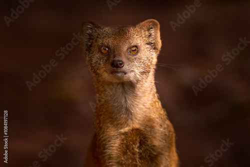 Mongoose in red sand, Kgalagadi, Botswana, Africa. Yellow Mongoose, Cynictis penicillata, sitting in sand with green vegetation. Wildlife from Africa. Cute mammal with long tail. photo