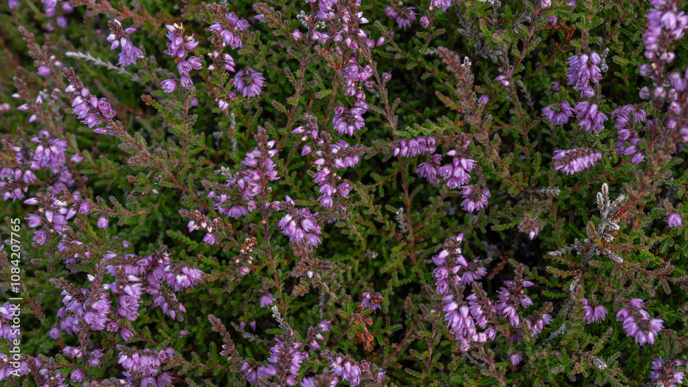 Obraz premium aufgeblühte rosa Besenheide (Calluna vulgaris) in Schottland