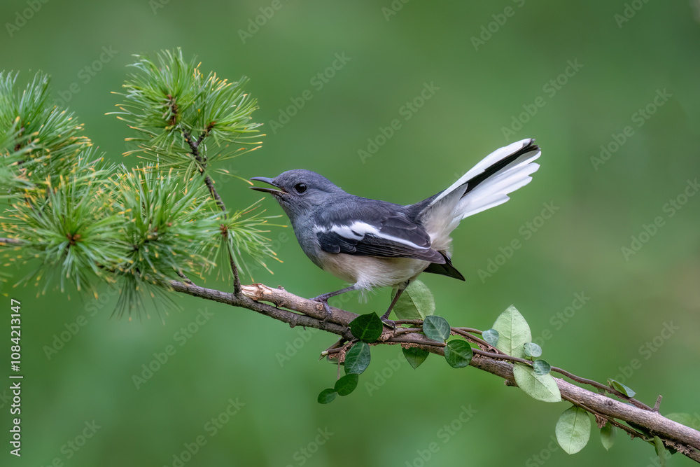 Fototapeta premium black backed shrike on branch