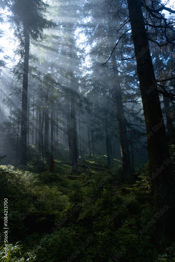 Obraz premium Dark wood in a mountains