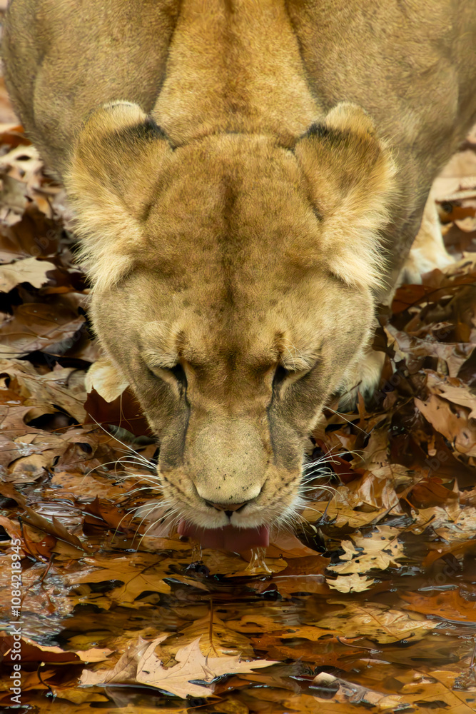 Fototapeta premium Drinking lion