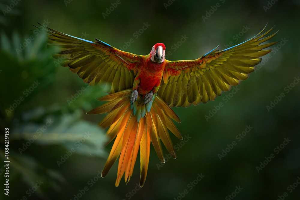 Fototapeta premium Hybrid parrot in the jungle forest. Rare form Ara macao x Ara ambigua, scarlet and green macaw form, Costa Rica. Wildlife scene from tropical nature. Bird in fly, jungle.