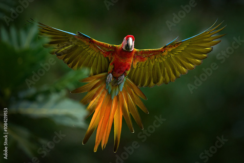 Hybrid parrot in the jungle forest. Rare form Ara macao x Ara ambigua, scarlet and green macaw form, Costa Rica. Wildlife scene from tropical nature. Bird in fly, jungle.
