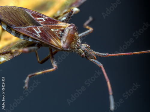 Closeup of Pine Seed Bug on a leaf photo